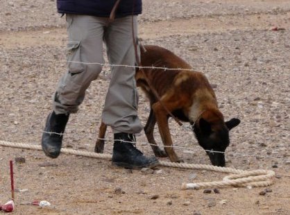 dog and handler alongside