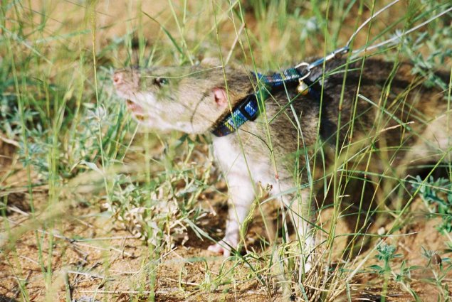 cane rat seraching for mines